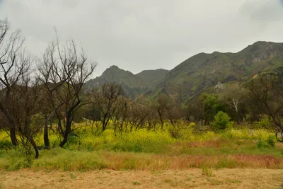 DSC_6287 (Large).JPG